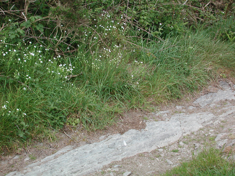 Boulteen F3.jpg 584.0K